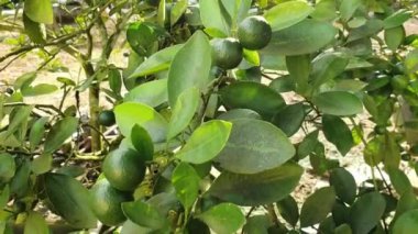 Ağaçta asılı yeşil kireç meyveleri 