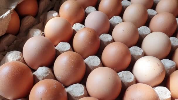 Huevos Gallina Recién Cosechados Granja Caldo Huevo Caja — Vídeos de Stock