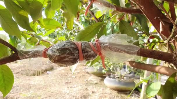 Enxertia Ramo Macieira Rosa Método Cultivo Plantas — Vídeo de Stock