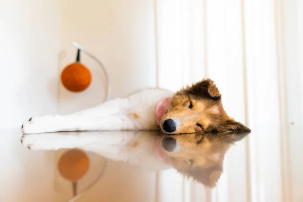 コリー子犬犬はガラスのダイニングテーブルの上で寝て — ストック写真