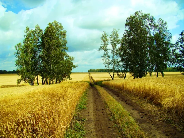 Перш ніж урожай — стокове фото