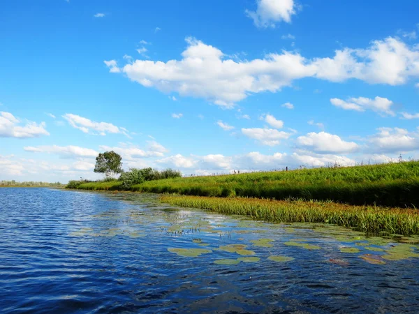 Одиноке дерево росте на берегах озера синій — стокове фото