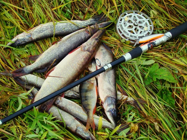 Pesca deportiva con un giro en los embalses de Altai —  Fotos de Stock