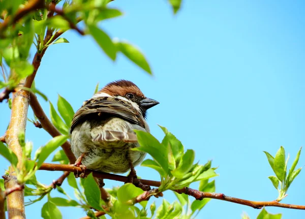 Den grå sparrow sitter på en apple-träd gren — Stockfoto