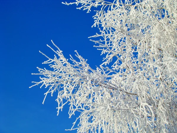 Gelée sur les branches — Photo