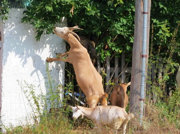Cabras na aldeia — Fotografia de Stock