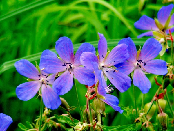 Dragna geranium — Stockfoto