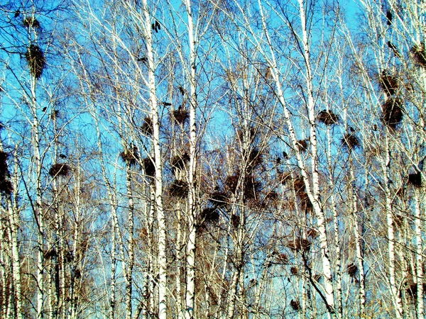 Sono arrivate le torri. — Foto Stock