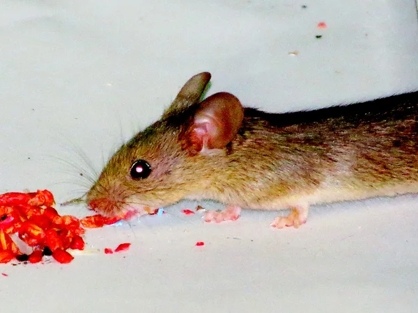 Mouse on feeding — Stock Photo, Image