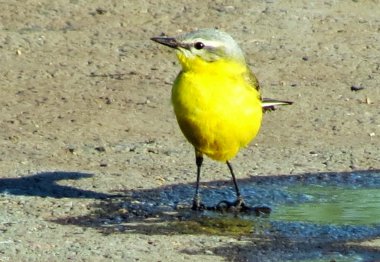 Sarı kuyruksallayan