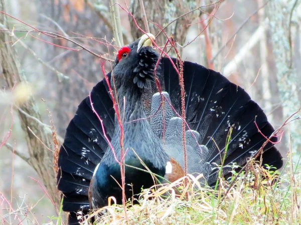 Grouse in bos — Stockfoto