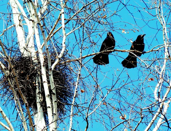 Rooks on a birch — Stock Photo, Image