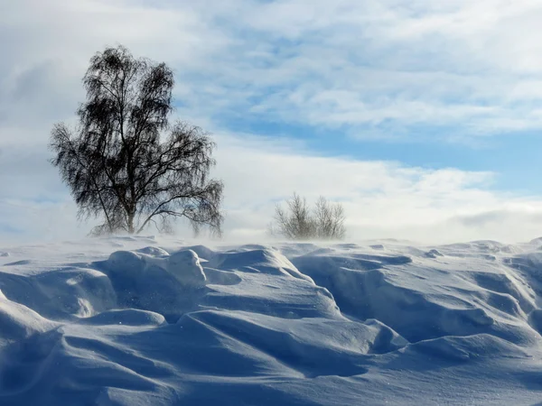 Se zvířený sníh — Stock fotografie