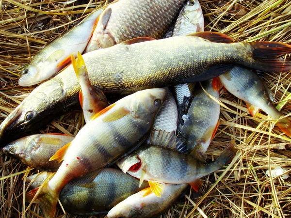 Catch balıkçı — Stok fotoğraf