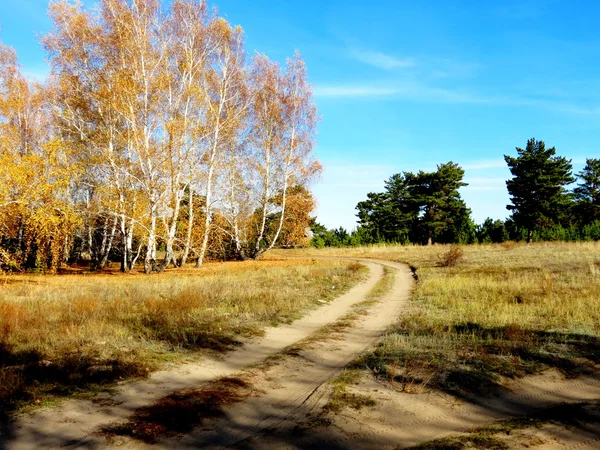 秋天的森林草原 — 图库照片