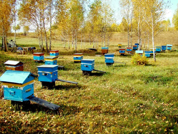 Beekeeping of Altai — Stock Photo, Image