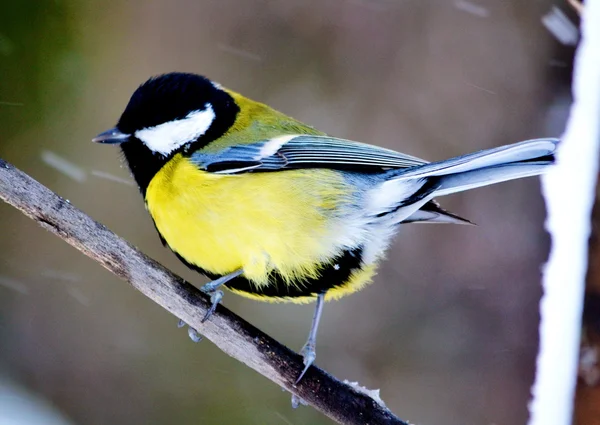 Gran titmouse — Foto de Stock