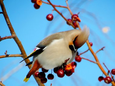 bir elma ağacı üzerinde sviristel