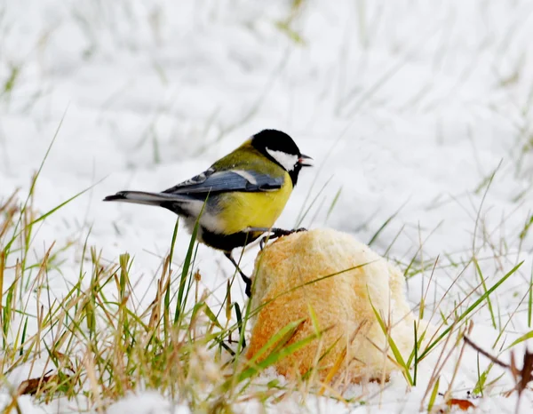 Titmouse — Stock Photo, Image