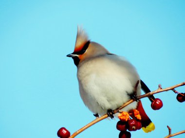 sviristel on an apple-tree clipart