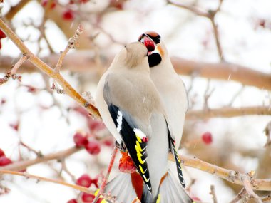 beslenme üzerinde sviristeli