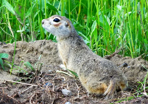 Gophers of Altai — Stock Photo, Image