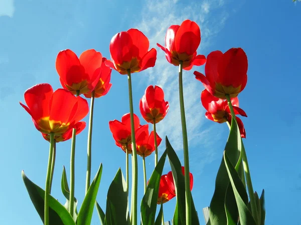 Tulips on snow — Stock Photo, Image