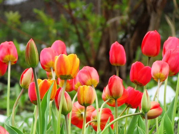 Tulips on snow — Stock Photo, Image