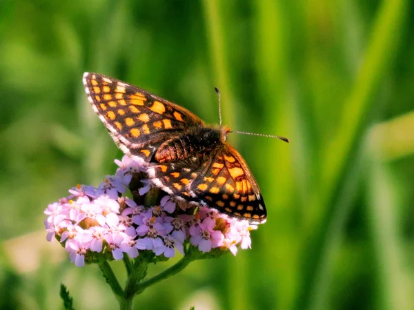 Wiesenschmetterlinge — Stockfoto