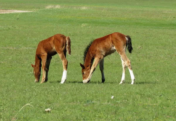 Foals in the steppe — Stock Photo, Image