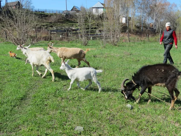 Ziegenstall — Stockfoto