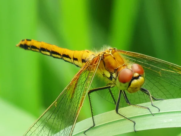 Dragonfly and summer — Stock Photo, Image