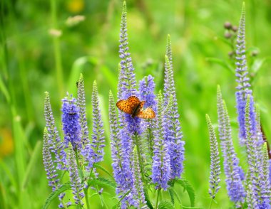 Kelebekler üzerinde bir çayır