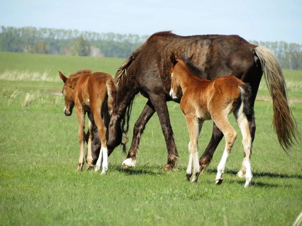 Pferde in der Steppe — Stockfoto