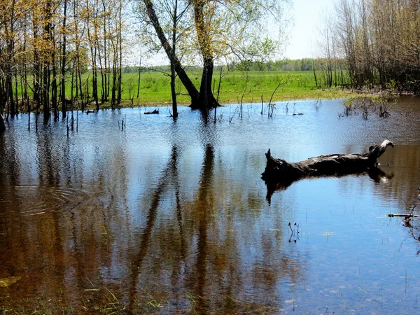 Spring high water — Stock Photo, Image