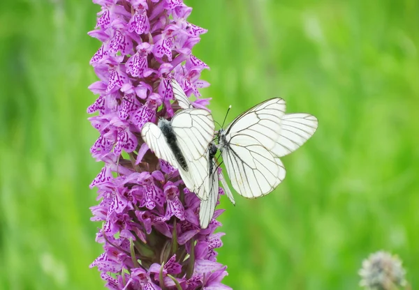 Insects of meadows — Stock Photo, Image