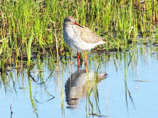 Sandpipers on a bog — Stock Photo, Image