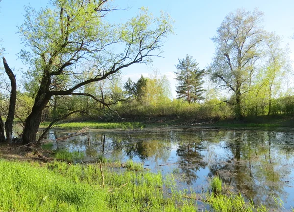 Primavera sull'Altai — Foto Stock