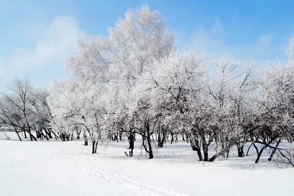 Αλταϊκές χειμώνα — Φωτογραφία Αρχείου