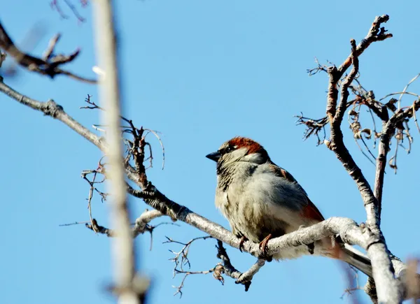 Sparrow grå — Stockfoto