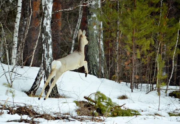 Cervos da Sibéria — Fotografia de Stock