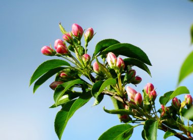 aftakking naar appel bomen