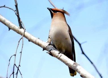 beslenme üzerinde waxwings