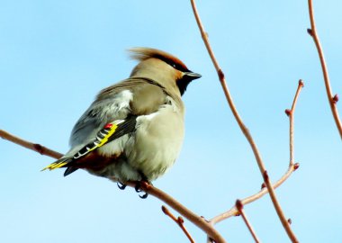 beslenme üzerinde waxwings
