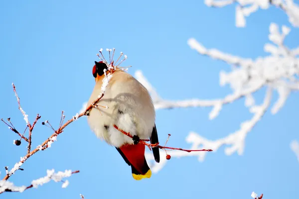 Waxwings op het vervoederen aan — Stockfoto