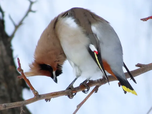 Ailes de cire sur l'alimentation — Photo