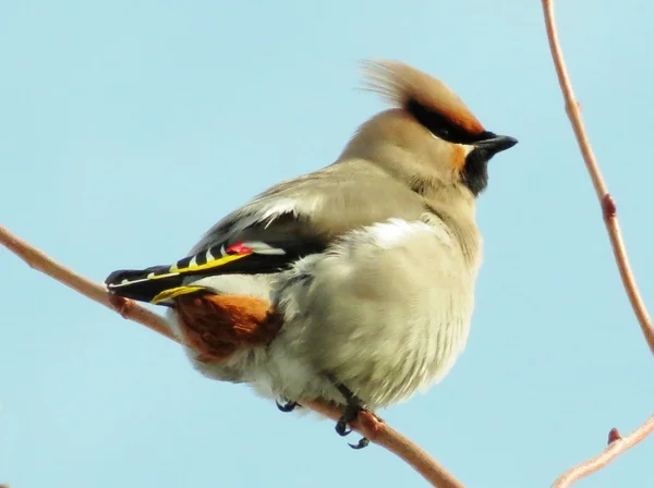 Beslenme üzerinde waxwings — Stok fotoğraf