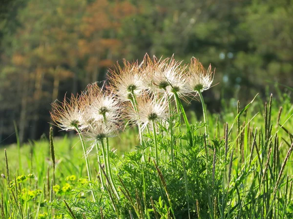 Timmer flowerses — Stockfoto