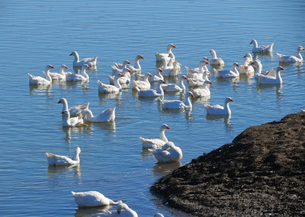 Gänse am See — Stockfoto