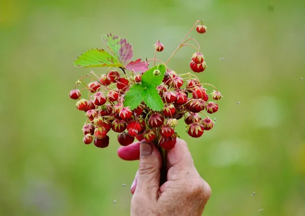 Fragole selvatiche — Foto Stock